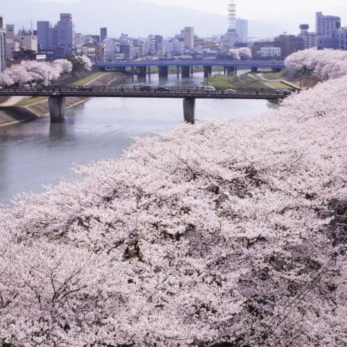 Fukui Cherry Blossom Festival 2026