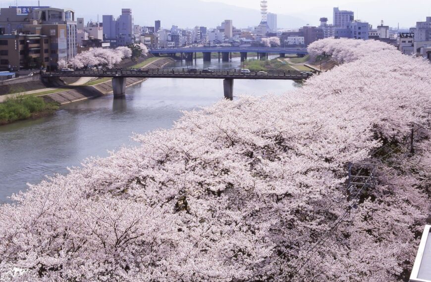 Fukui Cherry Blossom Festival 2026