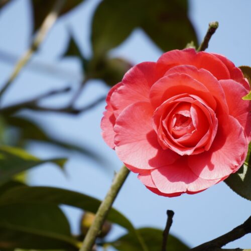 Spring Camellia Exhibition 2026