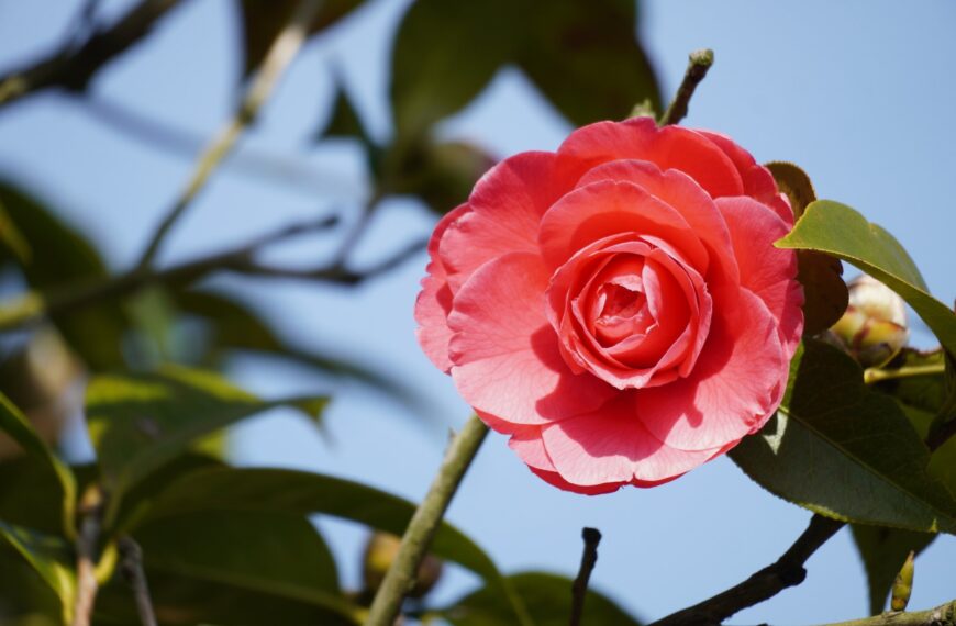 Spring Camellia Exhibition 2026