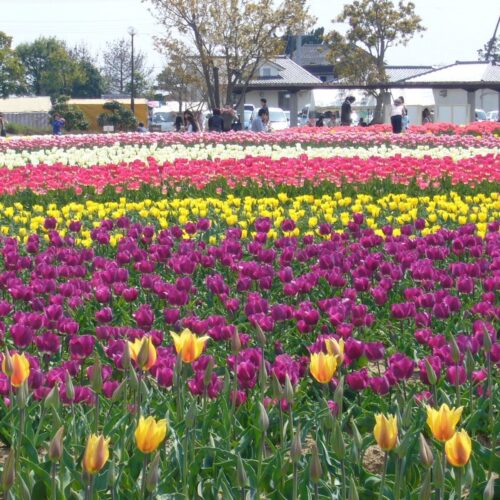Inashiki Tulip Festival 2026