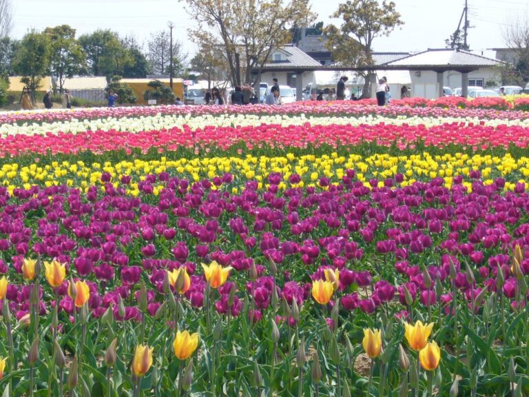 Inashiki Tulip Festival 2026