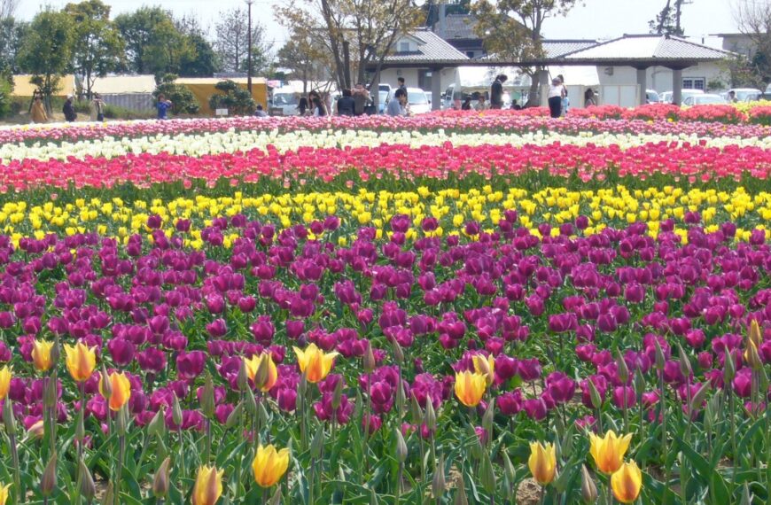 Inashiki Tulip Festival 2026
