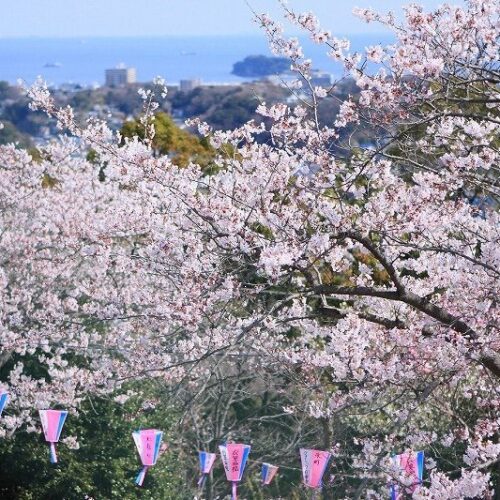 Kinugasa Sakura Festival 2026
