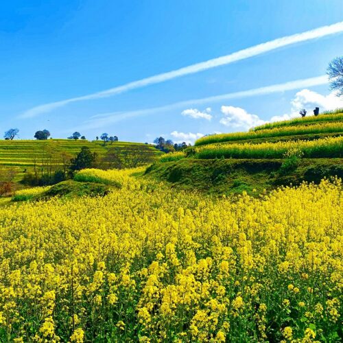 Bungotakada Nanohana Festa 2026