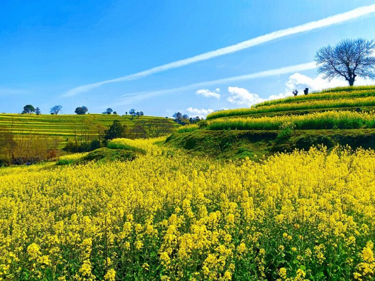 Bungotakada Nanohana Festa 2026