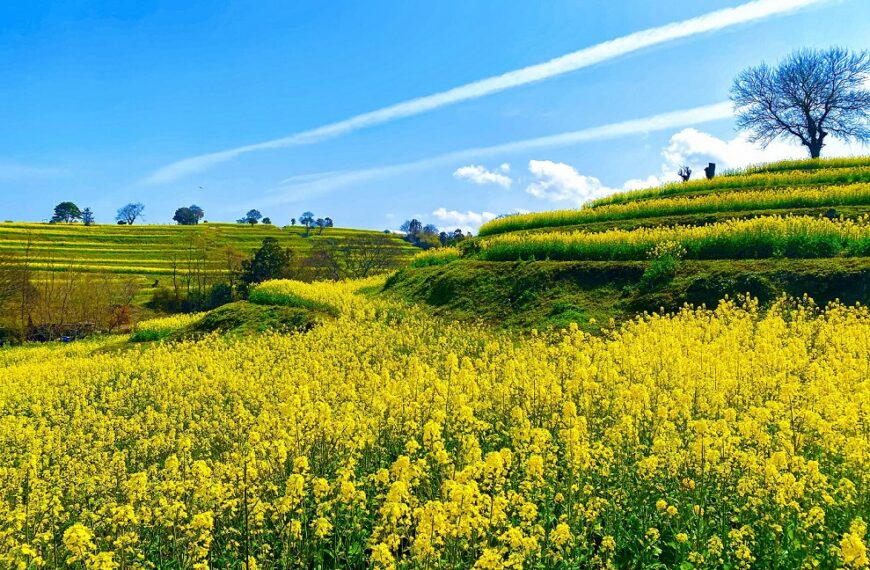 Bungotakada Nanohana Festa 2026