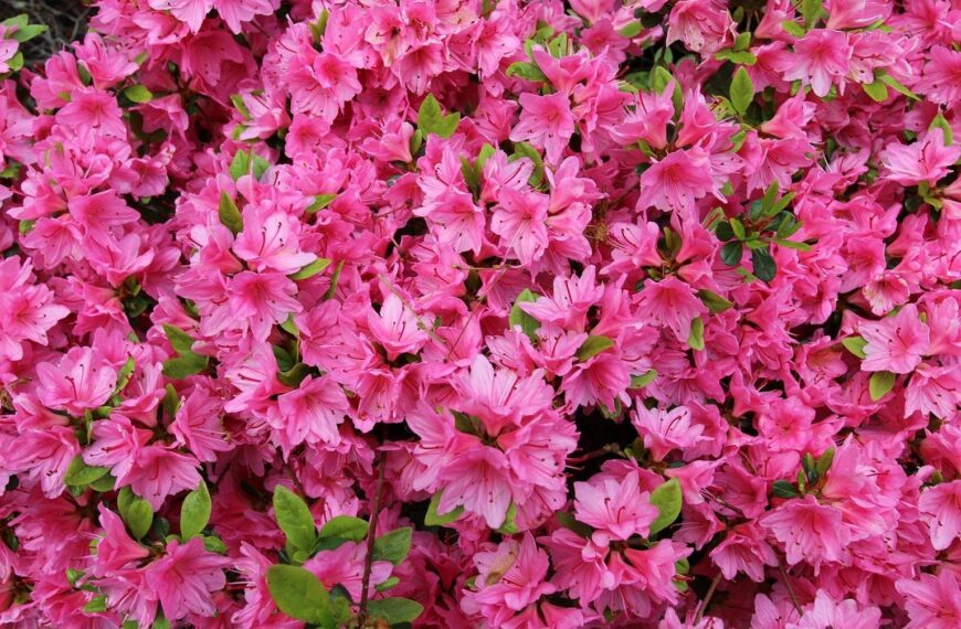 shizuoka komuroyama park azalea festival 220246