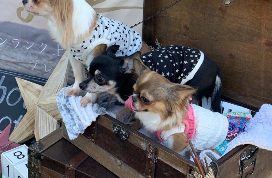Canine Fashion in Japan 2026