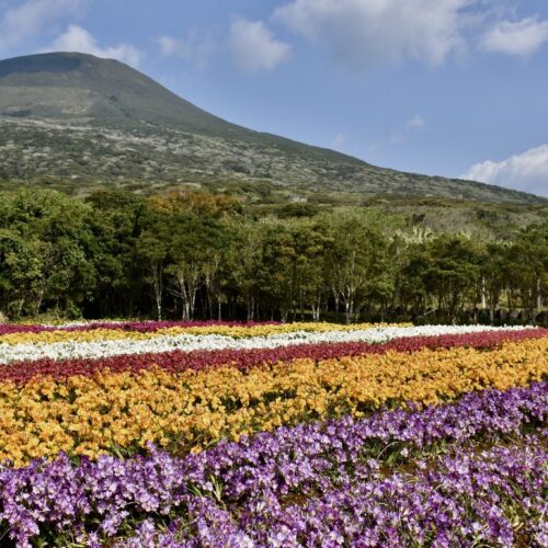 Hachijojima Freesia Festival 2026