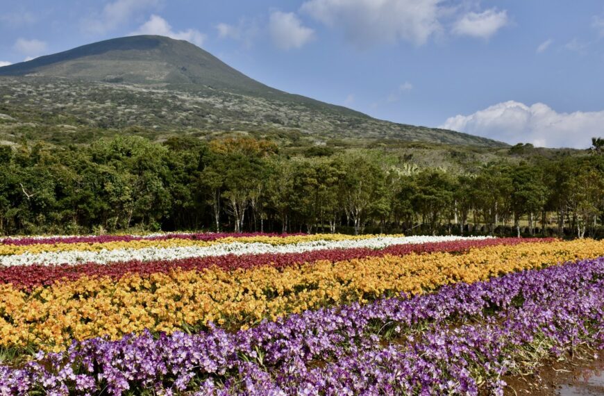 Hachijojima Freesia Festival 2026