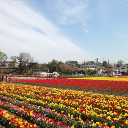 Hamura Tulip Festival 2026