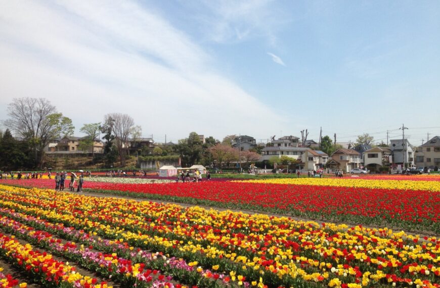 Hamura Tulip Festival 2026