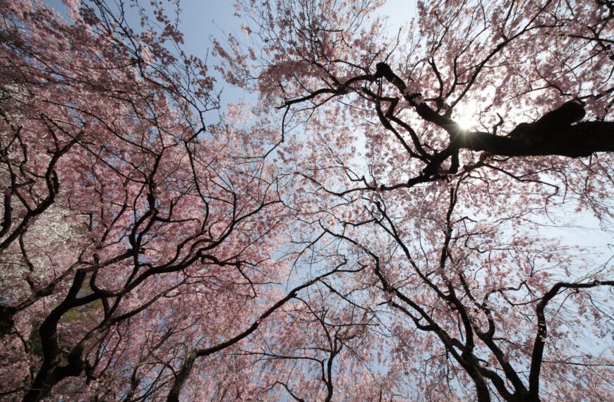 Jindai Botanical Garden Sakura Festival 2026