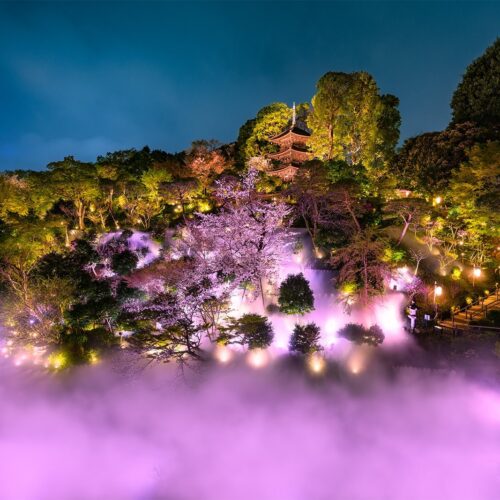 Night Sakura Sea of Clouds 2026