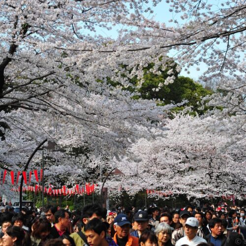Ueno Cherry Blossom Festival 2026