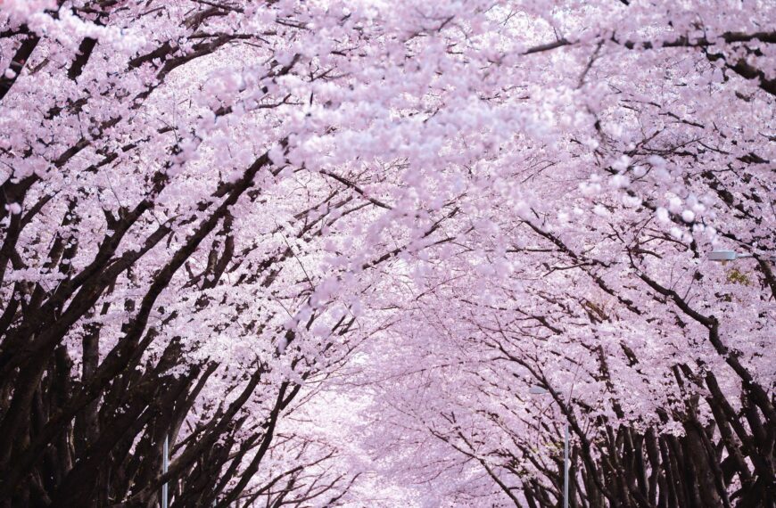 Yokota Air Base Sakura Spring Festival 2026