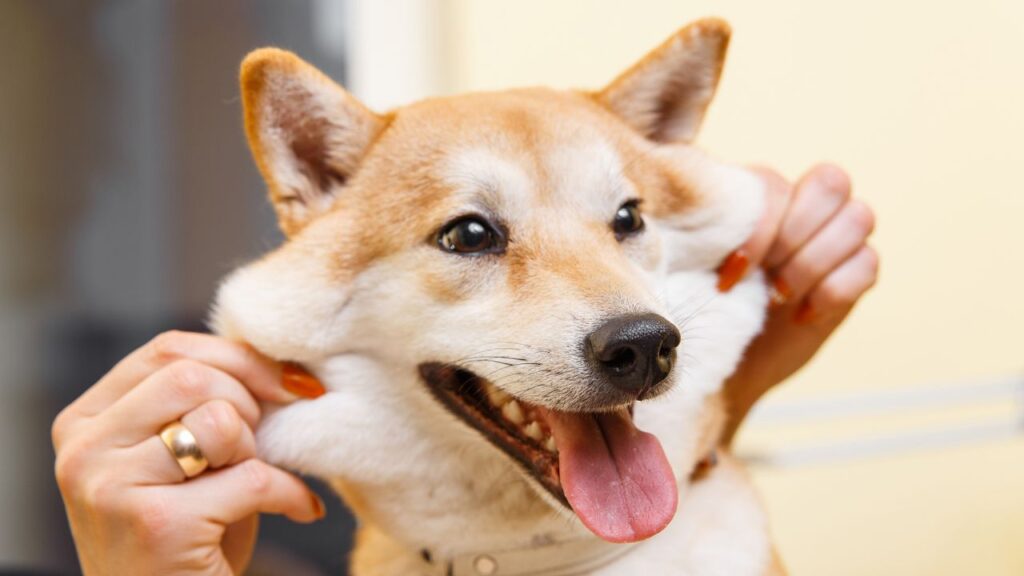 shiba inu squishy face