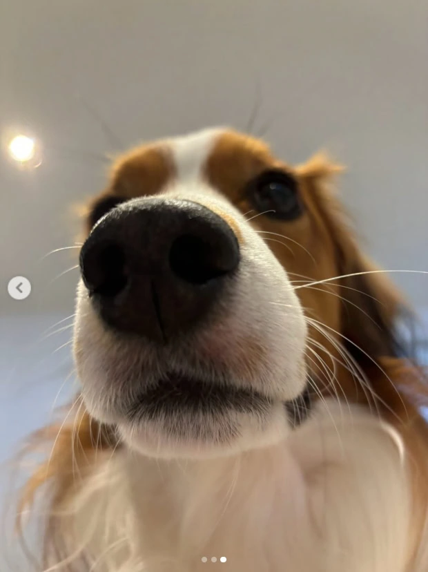 shohei ohtani dog yugioh 5