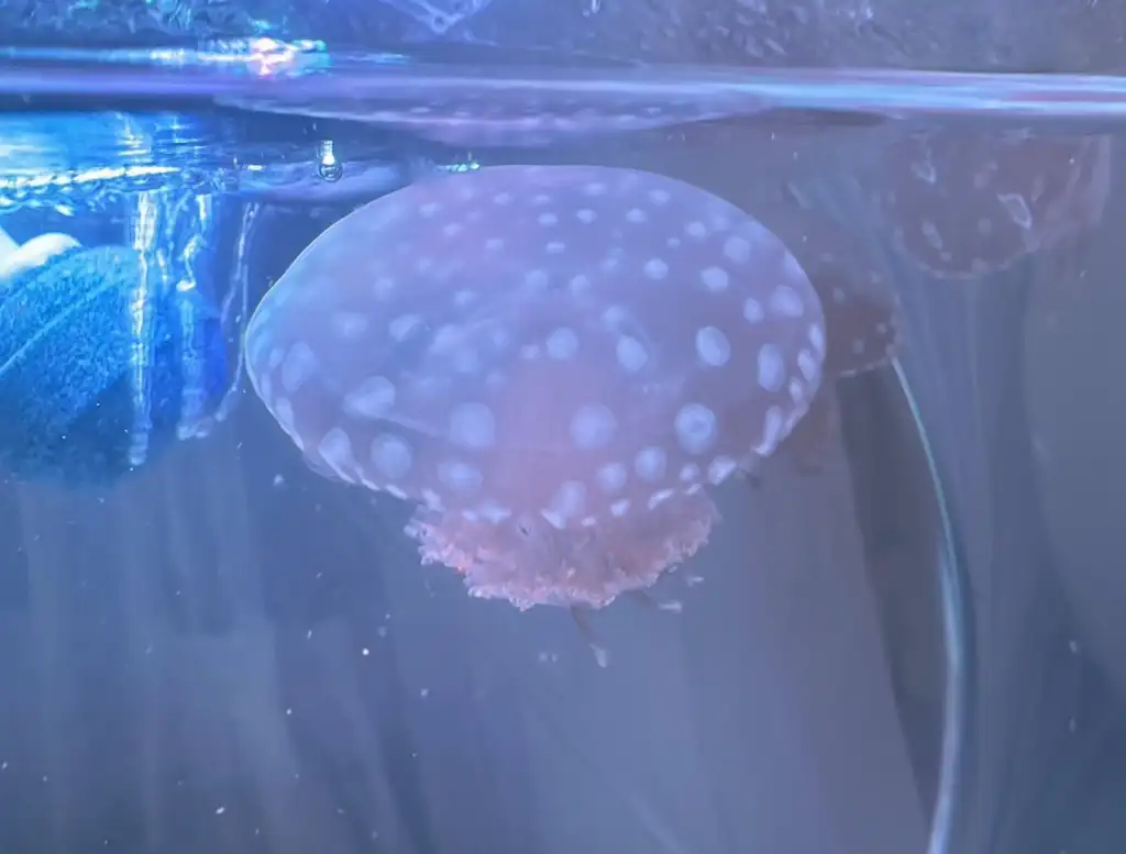 Kurageu Roa jellyfish