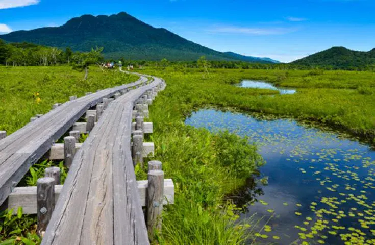 Oze Hiking Adventure: Day Trip from Shinjuku with Night Departure