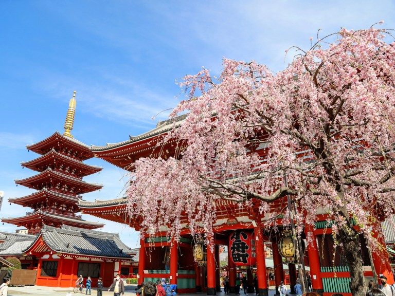Tokyo Sightseeing Bus Tour: Explore the Best of Tokyo in a Day!