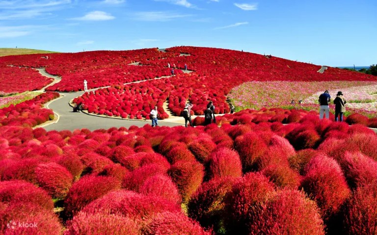 Hitachi Seaside & Ashikaga Flower Park: A Day of Blooms and Beauty