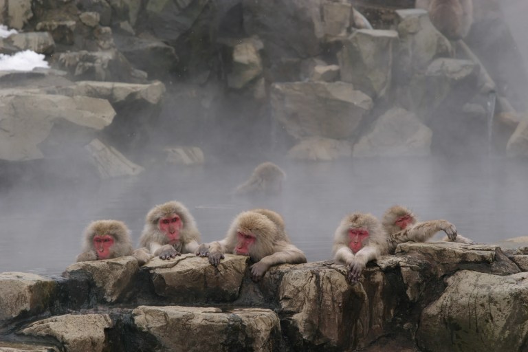 Snow Monkey Park & Miso Production Bus Tour: A Delicious Adventure from Nagano/Tokyo