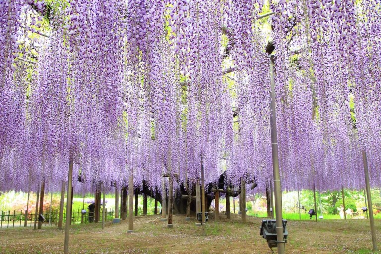 Ashikaga Flower Park & Strawberry Farm Adventure + Sano Outlets (Private Car)