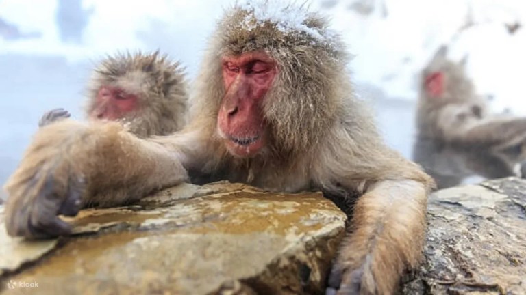 Discover Japan's Wonders: Private Day Tour to Jigokudani Monkey Park, Zenkoji, & Matsumoto Castle
