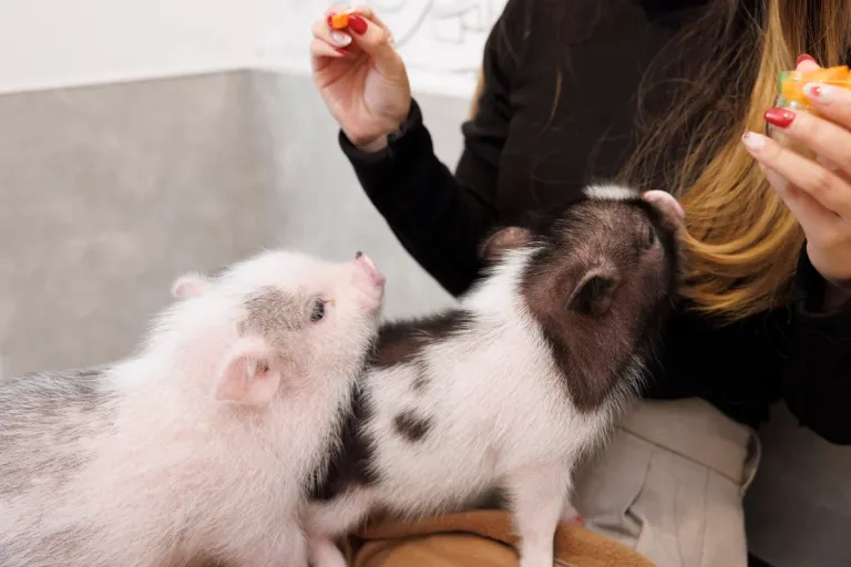 Micro Pig Petting Cafe in Tokyo: A Unique Animal Experience