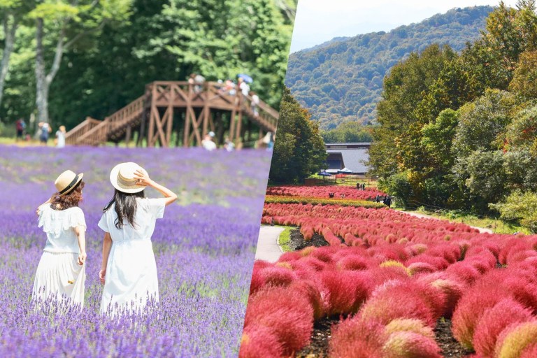 Gunma Flower Viewing & Fruit Picking Tour from Tokyo: A Seasonal Escape for Your Senses!