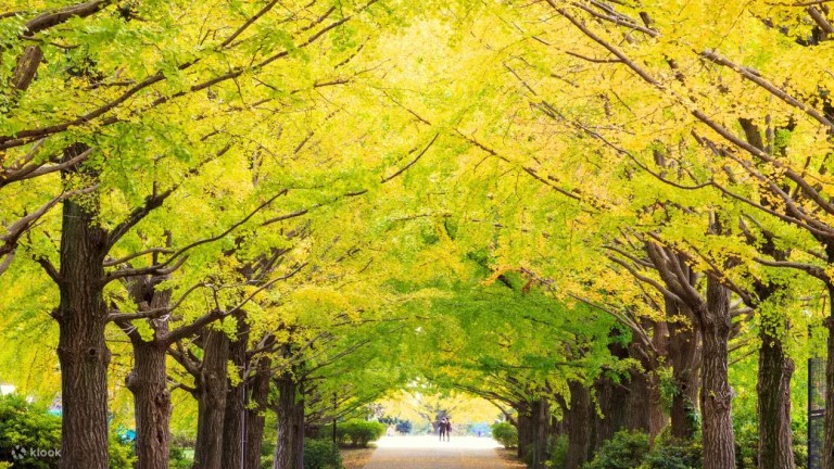 Tokyo Flower Viewing: Showa Kinen National Park Day Tour