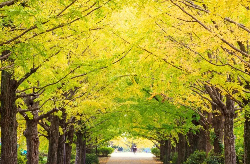 Tokyo Flower Viewing: Showa Kinen National Park Day Tour
