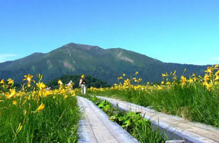 Discover Oze: A Day Trip from Shinjuku to Blooming Wildflowers!