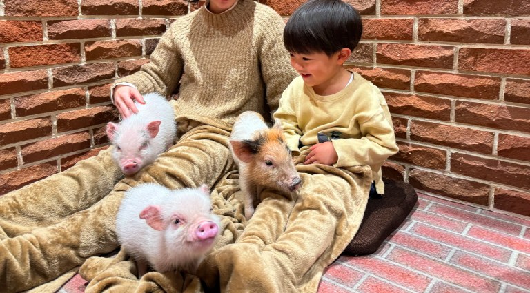Micro Pig Cafe Experience in Tokyo: Private Room & Feeding Fun!