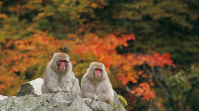 Karuizawa Hot Springs & Wild Monkeys: 2-Day Tour with Maple Falls & Meals