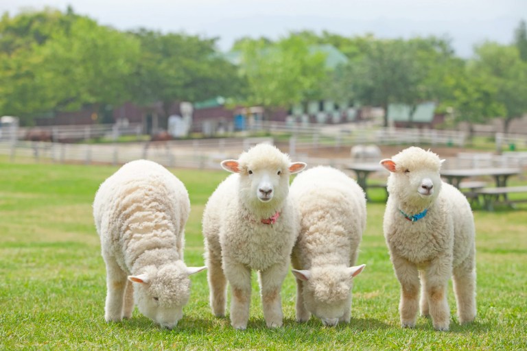 Discover Chiba's Charm: Family Fun at Mother Farm & Kamogawa Sea World (From Shinjuku)