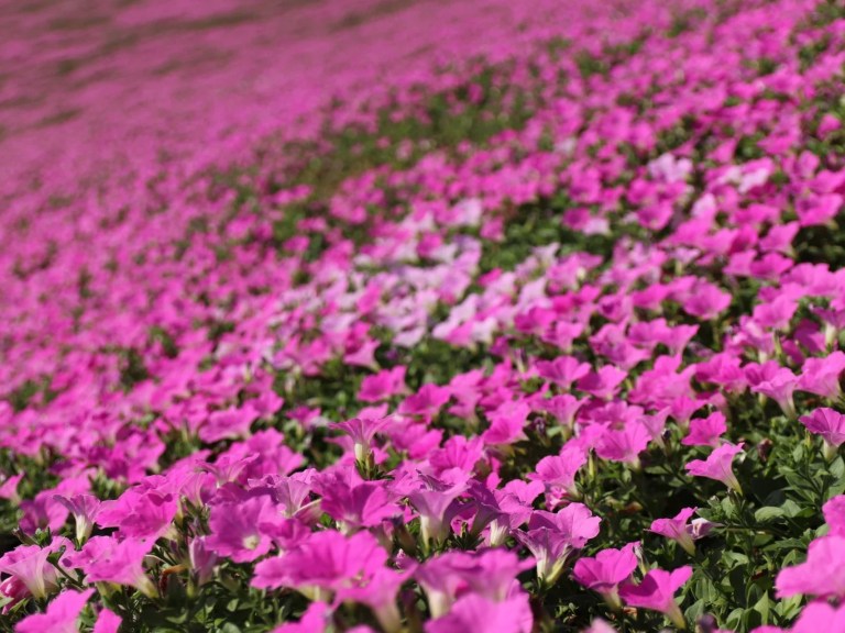Chiba Mother Farm Flower Viewing Layover Tour from Tokyo: A Colorful Escape