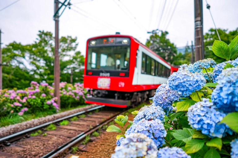 Hakone Adventure: Hydrangea Train, Pirate Ship & Hotel de Yama Lunch!