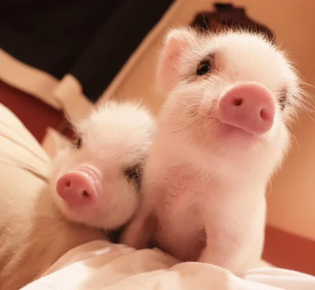 Tokyo Micro Pig Cafe: Private Room & Feeding Experience