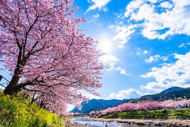 Explore Izu and Atami: Customizable Chartered Car Tour