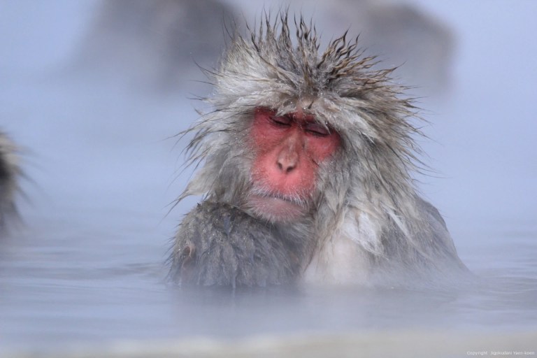 Snow Monkey Adventure: Beef Sukiyaki Lunch from Tokyo