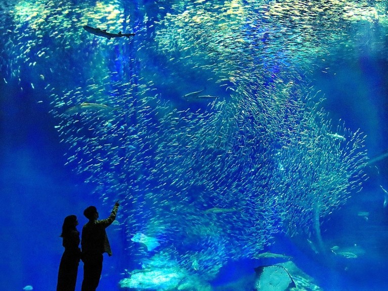 Kashima Shrine, Nakaminato Fish Market, & Aqua World Oarai Day Tour: A Journey of Culture and Coastal Delights