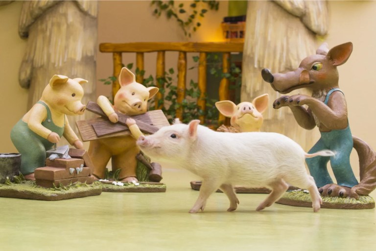 Micro Pig Cafe Experience in Harajuku: Cuteness Overload!