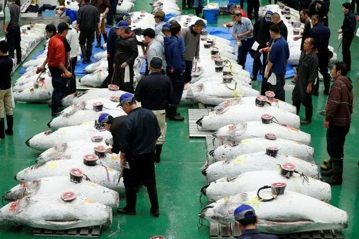 Toyosu Market Tuna Auction and Tsukiji Food Tour: A Delicious Morning Adventure